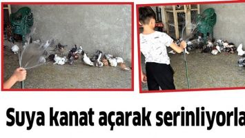 SUYA KANAT A&Ccedil;ARAK SERİNLİYORLAR&hellip;