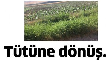 T&Uuml;T&Uuml;NE D&Ouml;N&Uuml;Ş&hellip;