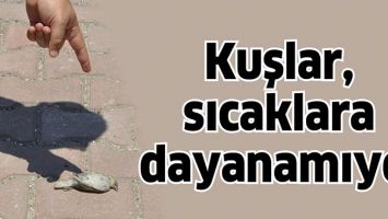 KUŞLAR, SICAKLARA DAYANAMIYOR