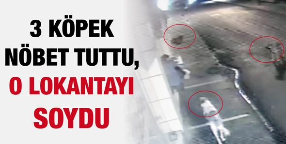 3 K&Ouml;PEK N&Ouml;BET TUTTU, O LOKANTAYI SOYDU