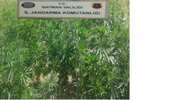 MISIR TARLASINDA KENEVİR&hellip;