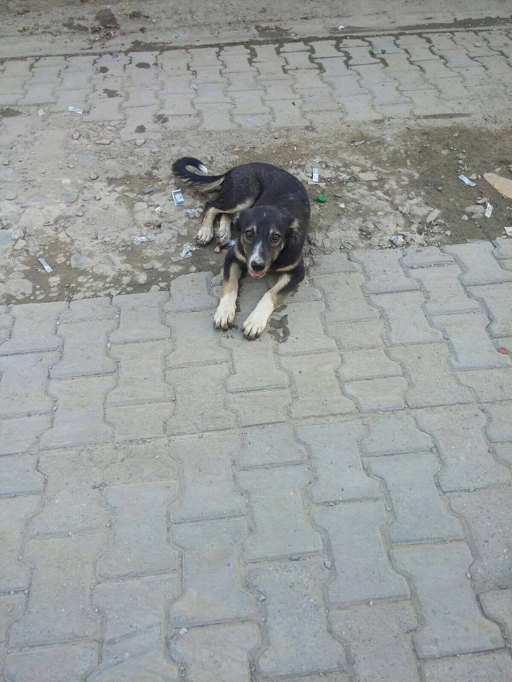 SAĞLIK&rsquo;TA BAŞIBOŞ K&Ouml;PEK SORUNU&hellip;