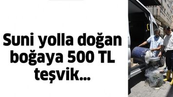 SUNİ YOLLA DOĞAN BOĞAYA 500 TL TEŞVİK&hellip;