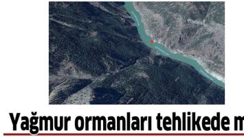 YAĞMUR ORMANLARI TEHLİKEDE Mİ?