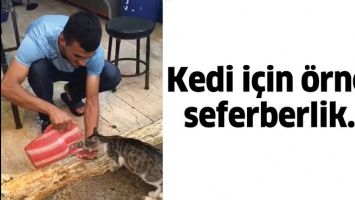 KEDİ İ&Ccedil;İN &Ouml;RNEK SEFERBERLİK...