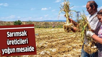 SARIMSAK &Uuml;RETİCİLERİ YOĞUN MESAİDE
