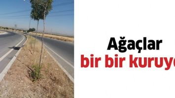AĞA&Ccedil;LAR BİR BİR KURUYOR