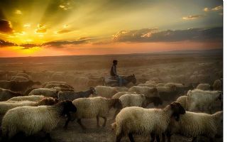 FOTOĞRAFLAR, DİKA&rsquo;YLA G&Ouml;R&Uuml;C&Uuml;YE &Ccedil;IKIYOR