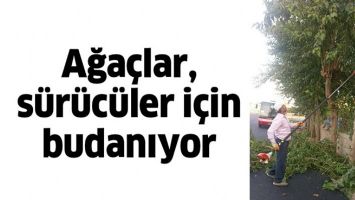 AĞA&Ccedil;LAR, S&Uuml;R&Uuml;C&Uuml;LER İ&Ccedil;İN BUDANIYOR