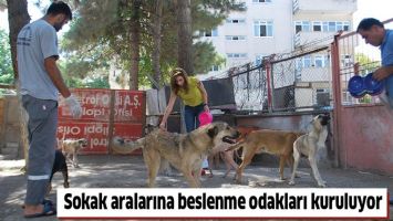 SOKAK ARALARINA BESLENME ODAKLARI KURULUYOR