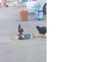 HOROZLAR, BENZİN İSTASYONUNUN NEŞE KAYNAĞI