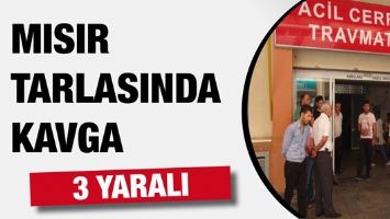 MISIR TARLASINDA KAVGA: 3 YARALI