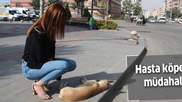 HASTA K&Ouml;PEĞE M&Uuml;DAHALE