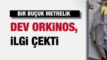 BİR BU&Ccedil;UK METRELİK DEV ORKİNOS, İLGİ &Ccedil;EKTİ