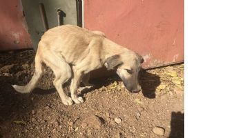 K&Ouml;PEĞİN BAĞIRSAĞINDA TIBBİ M&Uuml;DAHALE