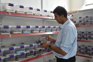 3 bin akrebin bakımını yapılıyor