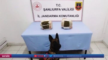 3 kilogram skunk ele ge&ccedil;irildi