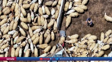 30 yıldır yaylada koyunlarına bakıyor