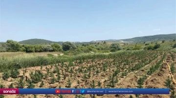 300 bin k&ouml;k skunk, 34 bin 500 k&ouml;k kenevir ele ge&ccedil;irildi