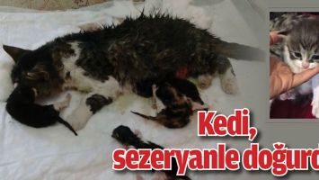 KEDİ, SEZARYENLE DOĞURDU