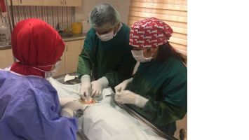 SOKAK HAYVANLARINDA KONTROLS&Uuml;Z &Uuml;REMENİN &Ouml;NLEMİ ALINIYOR