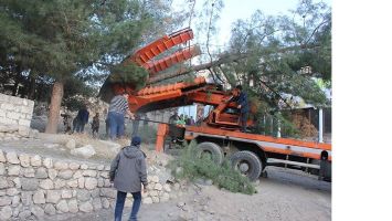 HASANKEYF&rsquo;TE AĞA&Ccedil;LAR TAŞINIYOR