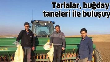 TARLALAR, BUĞDAY TANELERİ İLE BULUŞUYOR