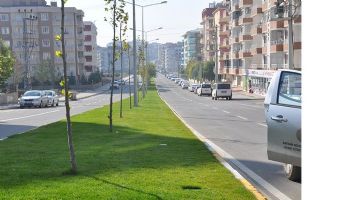 Kış yeşilliği&hellip;
