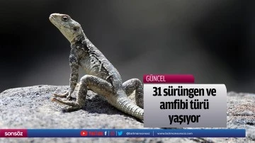 31 s&uuml;r&uuml;ngen ve amfibi t&uuml;r&uuml; yaşıyor