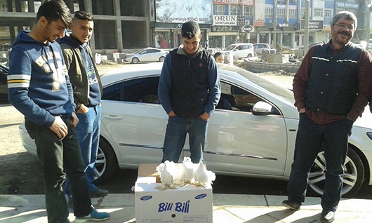 KIRIK G&Uuml;VERCİNLER, KAPIŞ KAPIŞ&hellip;
