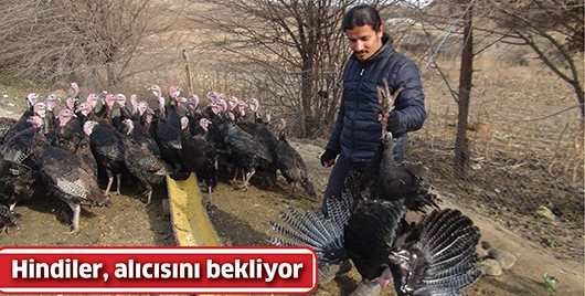 HİNDİLER, ALICISINI BEKLİYOR