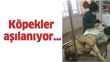 K&Ouml;PEKLER AŞILANIYOR&hellip;