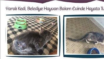 YARALI KEDİ, HAYATA D&Ouml;ND&Uuml;R&Uuml;LD&Uuml;