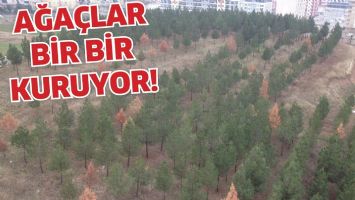 AĞA&Ccedil;LAR BİR BİR KURUYOR!