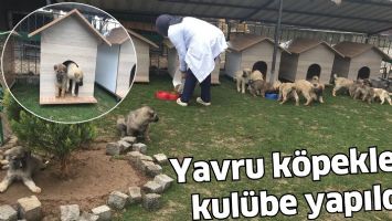 Yavru k&ouml;peklere kul&uuml;be yapıldı
