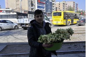 Kış soğuğunda nergis&hellip;