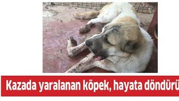 KAZADA YARALANAN K&Ouml;PEK, HAYATA D&Ouml;ND&Uuml;R&Uuml;LD&Uuml;