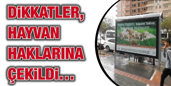 DİKKATLER, HAYVAN HAKLARINA &Ccedil;EKİLDİ&hellip;
