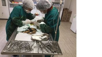 VETERİNERLER, KEDİYİ HAYATTA D&Ouml;ND&Uuml;RD&Uuml;