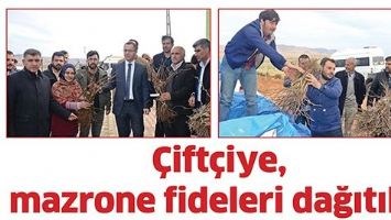 &Ccedil;İFT&Ccedil;İYE, MAZRONE FİDELERİ DAĞITILDI