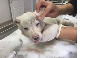 YARALI K&Ouml;PEĞE G&Ouml;Z OPERASYONU&hellip;