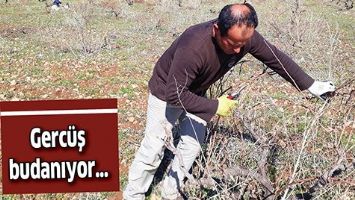 GERC&Uuml;Ş BUDANIYOR&hellip;