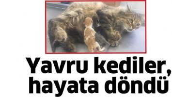 YAVRU KEDİLER, HAYATA D&Ouml;ND&Uuml;