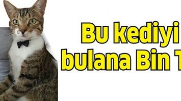 BU KEDİYİ BULANA BİN TL
