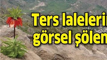 TERS LALELERİN G&Ouml;RSEL Ş&Ouml;LENİ