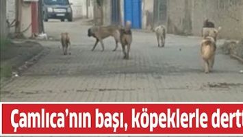&Ccedil;AMLICA&rsquo;NIN BAŞI, K&Ouml;PEKLERLE DERTTE!