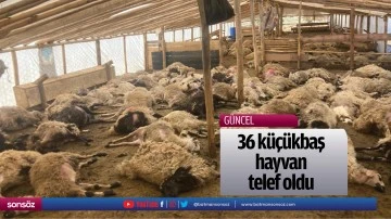 36 k&uuml;&ccedil;&uuml;kbaş hayvan telef oldu