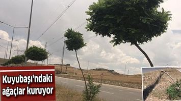 KUYUBAŞI&rsquo;NDAKİ AĞA&Ccedil;LAR KURUYOR