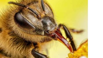 Bilim İnsanları, Arılarda Şimdiye Kadar Keşfedilmemiş 27 Virüs Türü Keşfetti