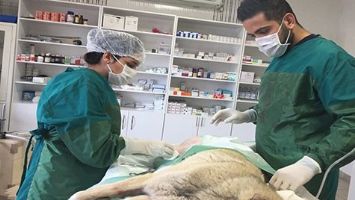 BİN 345 HAYVAN TEDAVİ EDİLDİ
